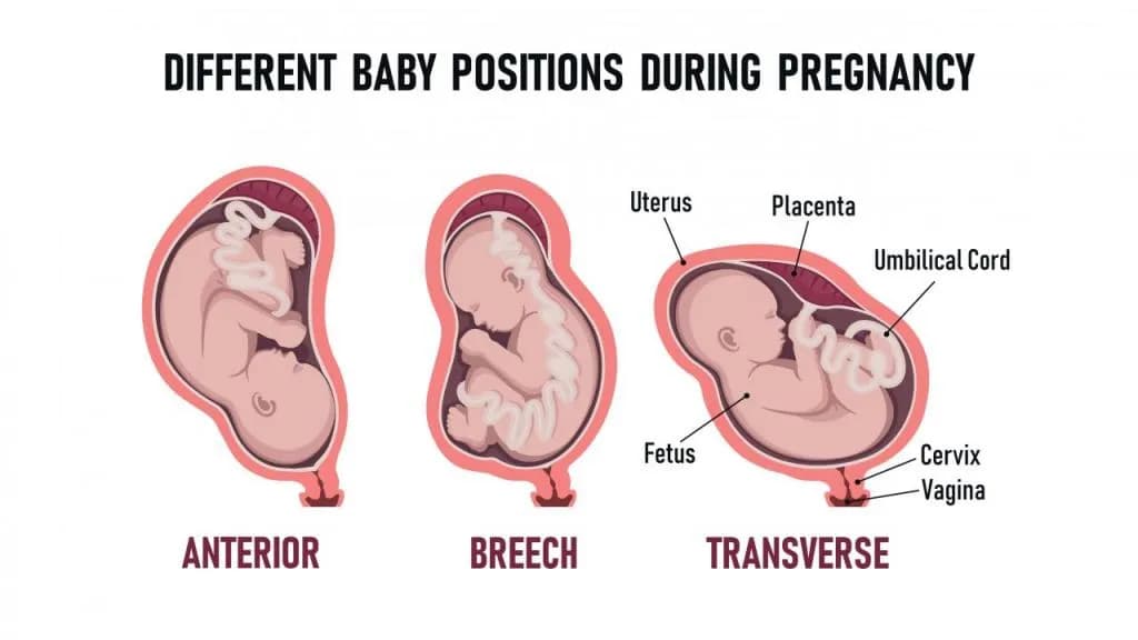 Jak wygląda dziecko w brzuchu? Fascynujący świat rozwijającego się życia